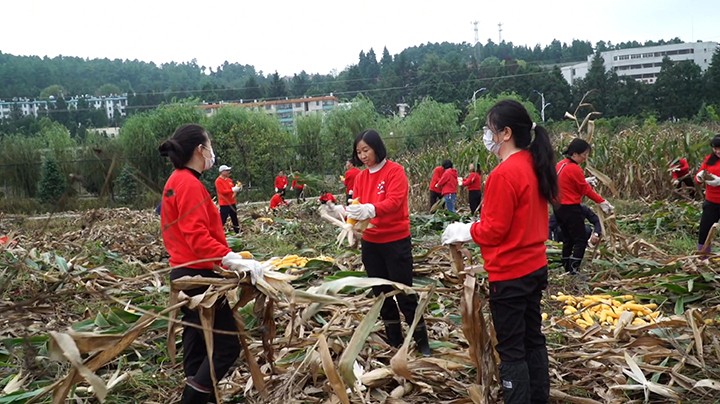 主题党日活动(掰玉米).jpg 主题党日活动(掰玉米).jpg
